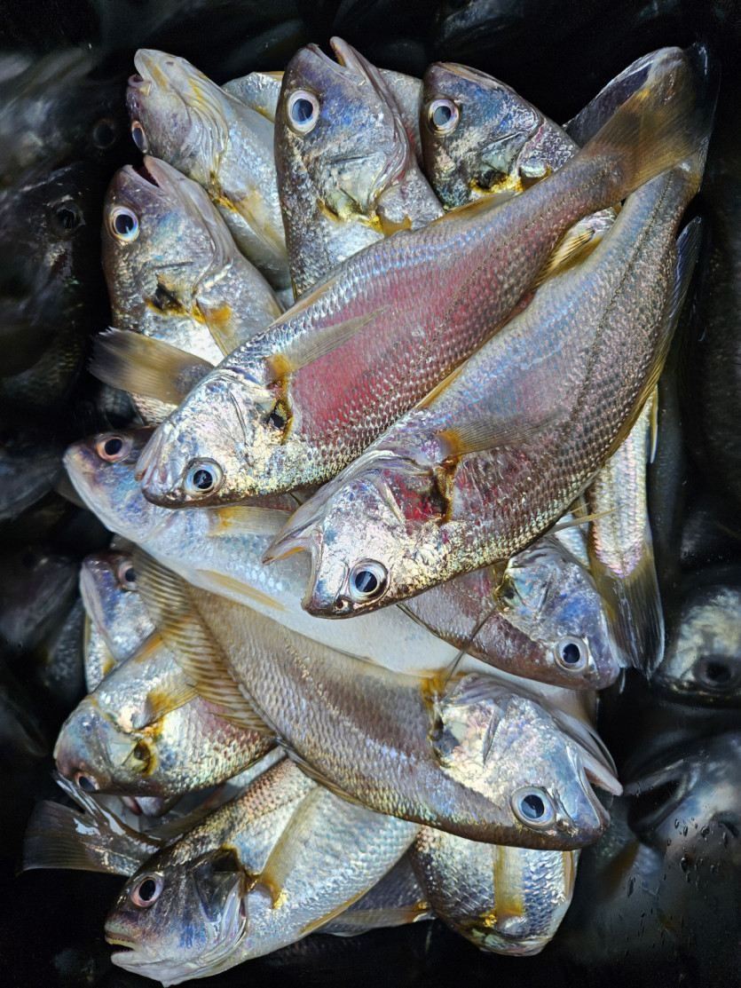 ffa132248ccd8bbd32907427d5d5d9ca_1723544352_2478.jpg