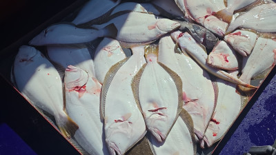 2025.08.15 바다사랑호 광어 다운샷 조황사진입니다.