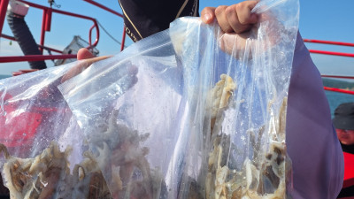 2025.09.05 금요일 바다사랑호 쭈꾸미 조황사진입니다.