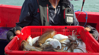 2025.09.26 갑오징어 조황사진입니다.