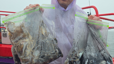 2025.10.03 쭈.갑오징어 조황 사진입니다.